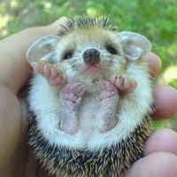 Baby Hedgehog