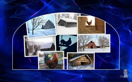 Roosters and Barns - farm, rural, chickens, blues, roosters, widescreen, country, barns