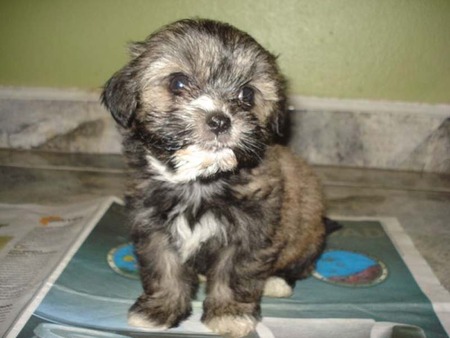 Shih-Tzu puppy sitting on a newspaper