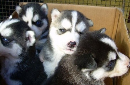 Do you want me? - dogs, husky, puppies, siberian, puppy, siberian husky