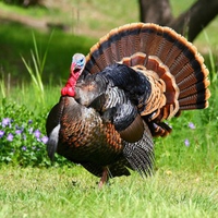 Guajolote Mexicano o Pavo Americano