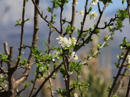 Apple tree in bloom - apple, bloom, flower, spring