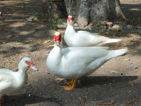 trio of ducks - trio of ducks, trio, ducks