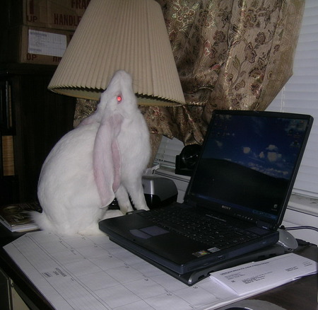 Bunny at work - white rabbit, lopear, rabbit, bunny