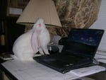 Bunny at work