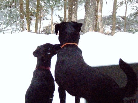 Admiration - labs, dog, rescue dogs, puppy