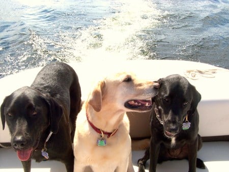 When can we go swimming - dogs, labs, dogs in boat, boating