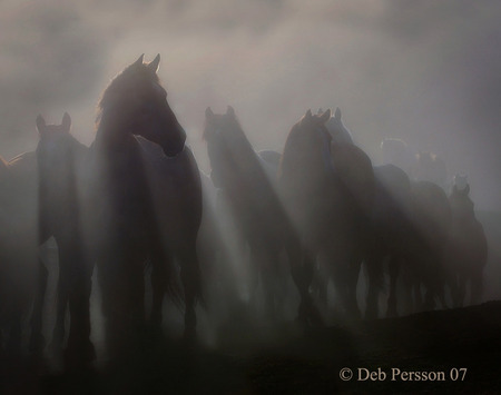 Early Riser Horses - horses, ghost, dark, animals