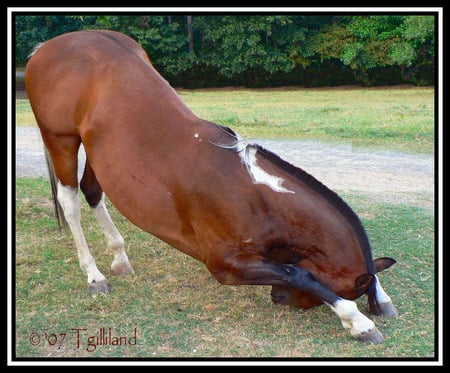 I'll do anything for a sweet!!-Mustang Horse-. - horses, mustang, sweet, animals