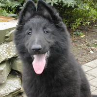 Belgian pup smiling