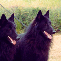 Belgian Shepards