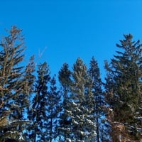 Pine Trees in Winter