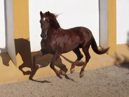 Spanish stallion - horses, spanish, stallions, animals