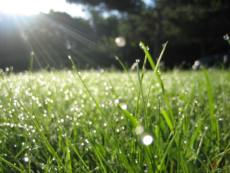 Grass - nature, fields, green, grass