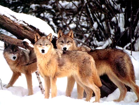 Wolves - wolves, nature, animals, snow, winter