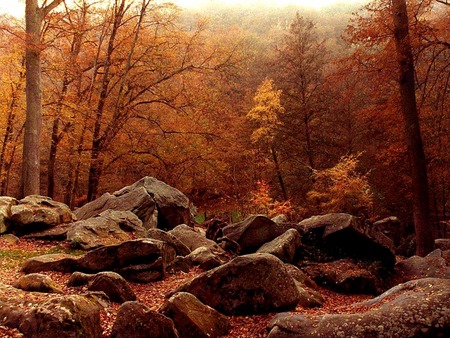 Nature wallpaper - beauty, nature, trees, life, outdoors, rocks