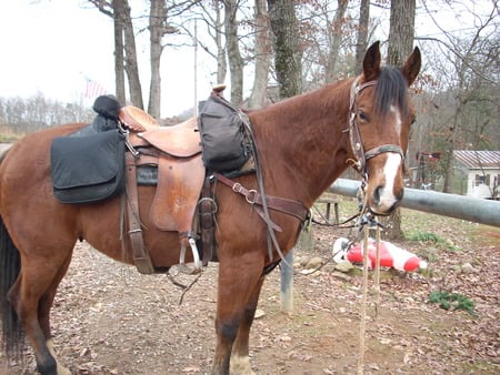 riding the valley - rusty