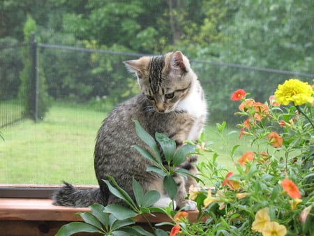 Molly Miss Molly - cute, adorable, manx, kitten