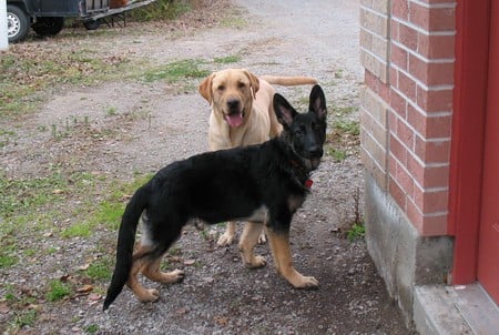 Boys at Play - friends, buddies