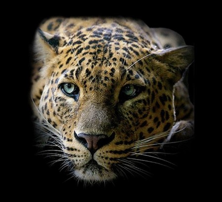 Leopard - leopard, animals