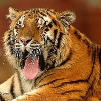 Yawning Tiger