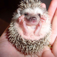 little hedgehog