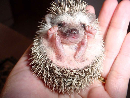 little hedgehog - picture, cool, animals, hedgehog, animal, cute, little