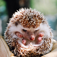 hedgehog