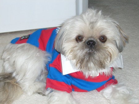 Shih Tzu - shih tzu in clothes, shih tzu, cute, shih tzu in shirt, dog, shihtzu puppy, puppy