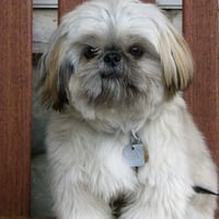 Shih Tzu