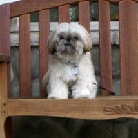 Cute Shih Tzu