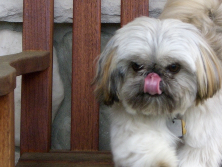 Shih Tzu - shih tzu, dog, cute shih tzu, cute dog