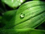 Water drop on a leaf