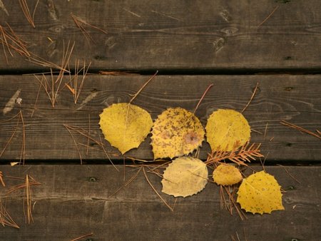 Fallen leaves - nature, yellow, brown, automn, leaves