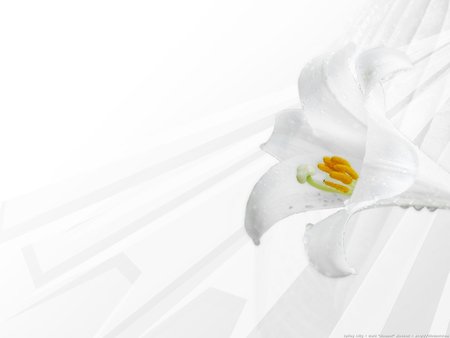 Abstract flower - white, abstract, flower