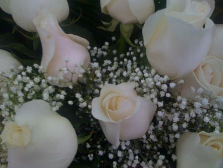 White Roses - white roses, white, nature, roses, flowers