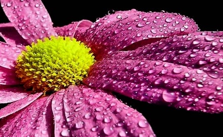 Lovely - rain, daisy, lovely, nature, pink, beautiful, flowers, flower, drops