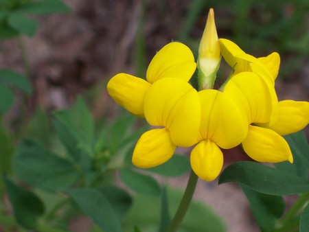 beautiful yellow flower - beauty, nature, yellow, beautiful, green, flower