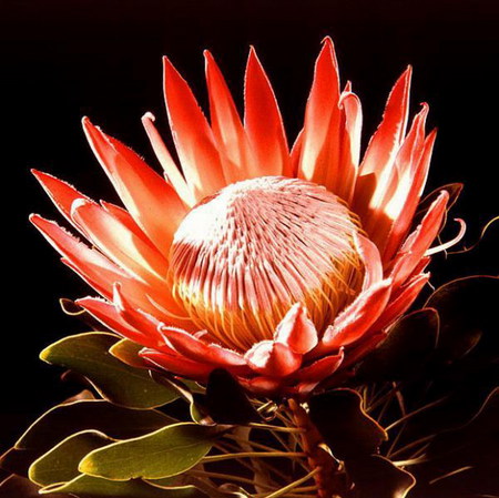 protea - flower, protea, king, red