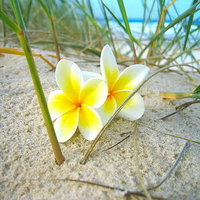 plumeria on sand