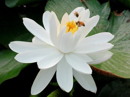 White Lotus - white lotus, lotus, lily, white water lily