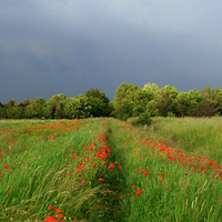 poppy-field-at-the-wind