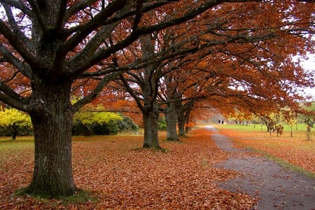 Falltime-in-the-park - fall, path, park, time