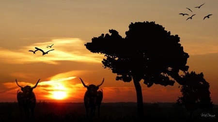 Longhorns Sunset - sky, farm, trees, sunset, widescreen, country, cattle, firefox persona, birds