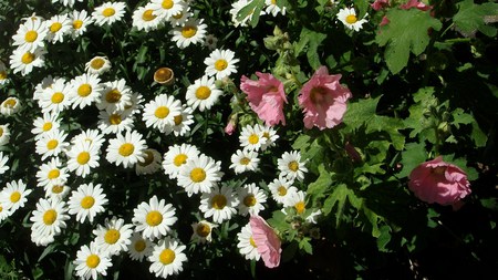 Daisies and Hollyhocks - daisies, flowers, hollyhocks, garden