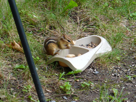 Lunch Time for Chippy - animals, eating, chipmunk, wild animals