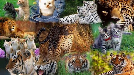 Cats Cats Cats - widescreen, kittens, cats, lion, tigers, firefox persona