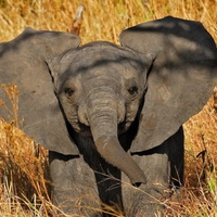 Baby Elephant