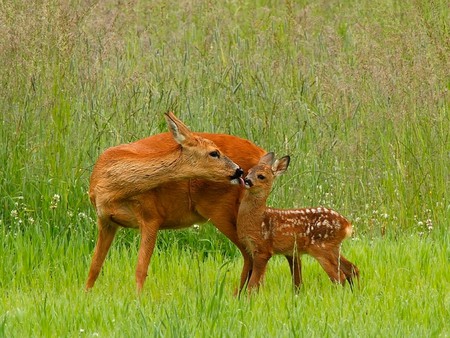 Mothers Love - beautiful, deer, picture, mothers love