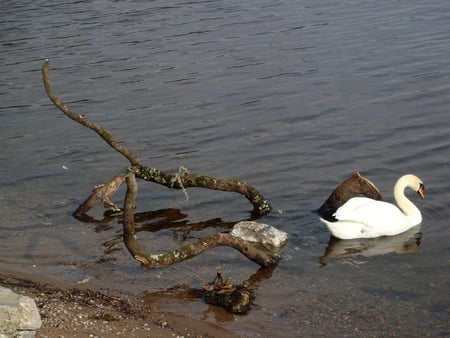 Swan - reflections, loch, water, tree branch, swan, ripples